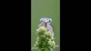 Excuse Me, I&rsquo;m Grooming. #nature #naturewonders #youtubeshort