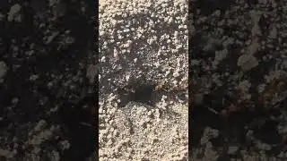 very busy ants #birdsandanimals #andants #verybusyants