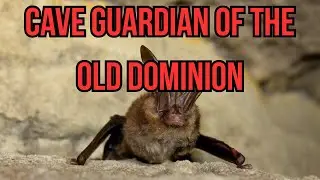 Cave Guardian of the Old Dominion: Unpacking the Virginia Big-eared Bat!