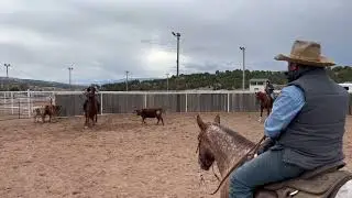 Flag & Cow Work w:J&A Horsemanship