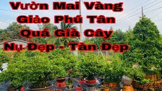 vườn mai giảo ph&uacute; t&acirc;n