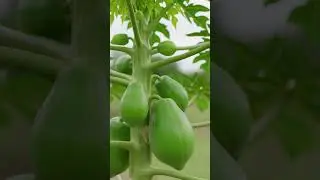 The Journey of Little Papaya  | 3D Story for Kids