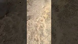 Tiger pugmark #shorts #jimcorbett