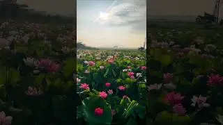 Ishqa ve chadeya | lyrics Status video #trending #youtubeshorts #ytshorts #shorts #aesthetic #viral