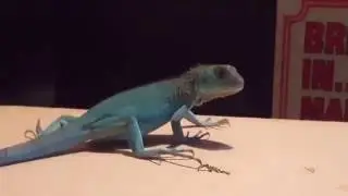 Ivy the blue iguana 26-08-2016