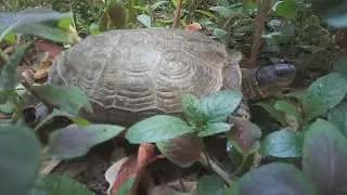 Tortuga Mojina de Monte (Rhinoclemmys areolata)
