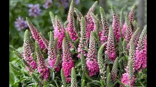 Best Perennials - Veronica spicata 'Bubblegum Candles' (Speedwell)