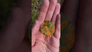 Ржавчина груши