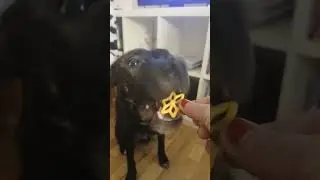 cookie crunch