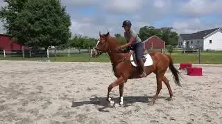 Malinois introduction to jumping 6 9 25
