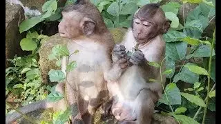 Talkative Monkey sweet Pea Screaming Loudly, Sweet Pea's Obstinate Habit Is..
