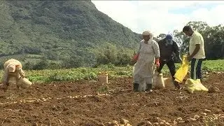 Richesse Nou Later - Récolte Pomme de Terre