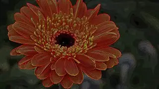 Cultivo de Gerbera. Parte#1: Origen