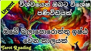 ඔබේ බලාපොරොත්තු ඉෂ්ඨ වෙයිද විශ්වයෙන් පණිවිඩයක් #tarotcardreading #sinhala #astrology #tarotreading
