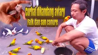 curhat dikandang koloni falk dan sun conure