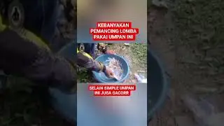 Spesial umpan lomba ikan mas #shorts #short #umpanikanmas #mancingikanmas #fishing #umpanjitu