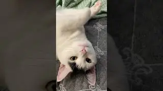 Разговоры перед сном с котом / kitty nap time  #веселыекоты#кошка#cat#животные#кошки#котик#кот#pet