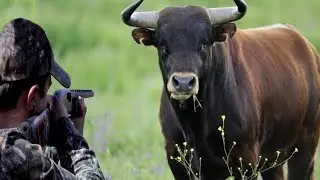 Решающее противостояние охотника (корова, буйвол, зубр, кабан, медведь) Часть 2