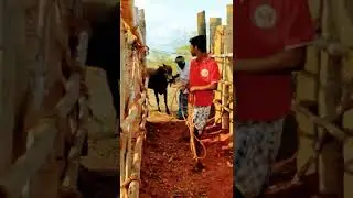 🔥VAATIVASAL🔥 JALLIKKATTU 🔥வாடிவாசல்🔥 என்ற கருவறைக்குள்... 🙏ஜல்லிக்கட்டு 😍😍😍😎😎😎😎😎😎😎😎😎