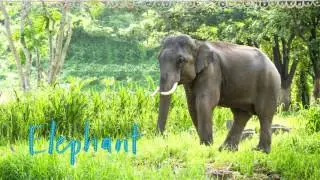 Animals of the Sundarbans