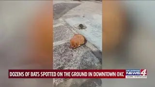 Dozens of bats spotted on the ground in downtown OKC