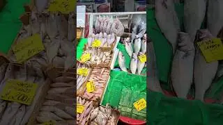 🇹🇷 Crazy Fresh Fish Caught and Sold In Istanbul