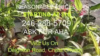 Beautiful Plants for Sale on Deighton Road | Starting at $15
