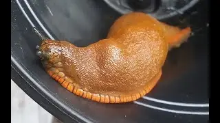 #SHORT Jabba The Hutt Cannibal Snail