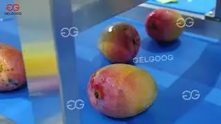 Fresh Mango Processing Line: Washing, Cutting & Packaging - Full Factory Process