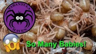 So Many Babies!