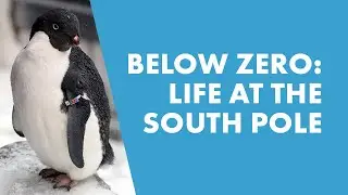 Antarctica: Life at the South Pole