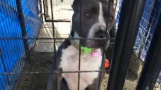 Fresno Bully Rescue advocate