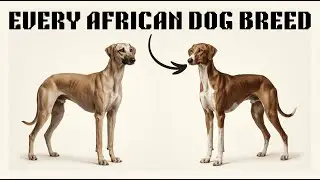 Every African Dog Breed in the World