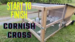 Start to Finish Raising Cornish Cross Chickens | Meat Birds | Chicken Tractor