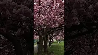 Cherry blooming in St Mary's Park, Bury, Greater Manchester