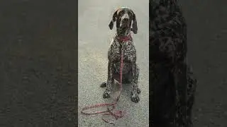 5 Fast Facts About the Pointer! 🐕🎯 #Dog #Dogs #Dogfacts #Pointer #Pointers