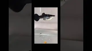 Guppy Giveing Birth on 67th Singapore National Day||#fish #guppy #shorts