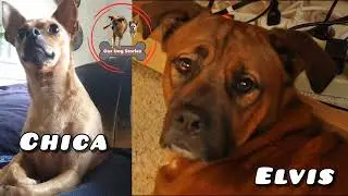A small introduction of this new channel. Our Dog Stories