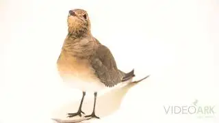 A European pratincole (Glareola pratincola) in summer plumage at Pinola Conservancy.