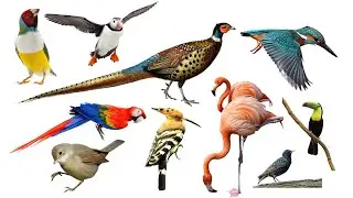 पक्षियों के नाम हिंदी और अंग्रेजी में। Birds name Hindi and English.