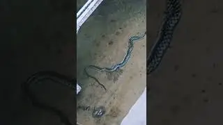 😱 Dangerous Snake Caught During Floods in Sindh | Viral Flood Video #SnakeCaught  #ViralVideo