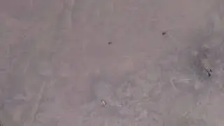 Tiny red bug