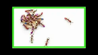 World&rsquo;s first genetically modified ants shed light on how complex insect societies evolved