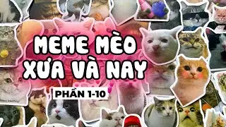 Compilation of 10 Cat Memes, Past and Present (Parts 1-10)