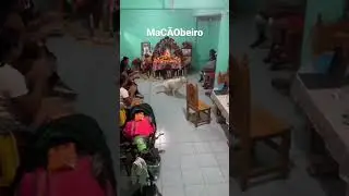 e esse cachorro macumbeiro, hein? #tualuz #umbanda #terreiro #gira #orixas #espiritualidade #humor