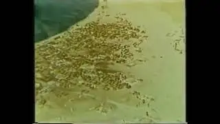Abu Dhabi in the late of 1950s - BP company