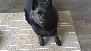 Discovered Schipperke's secret stash of underwear.  #punishment