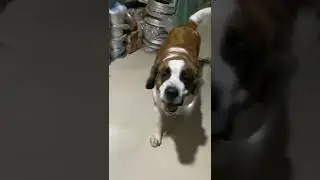 Candy the saint bernard 🐶🐾