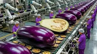 Inside the Largest Eggplant Farm & Factory &ndash; From Tiny Seeds to Massive Harvest (Full Process)