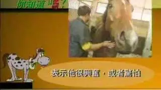 馬匹知多少 ? 怎樣睇馬的表情 ?